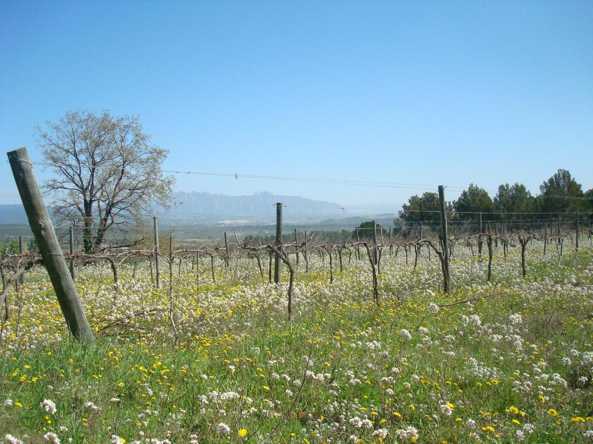 Comarquinal Bioresort Penedes San Quintín de Mediona Buitenkant foto